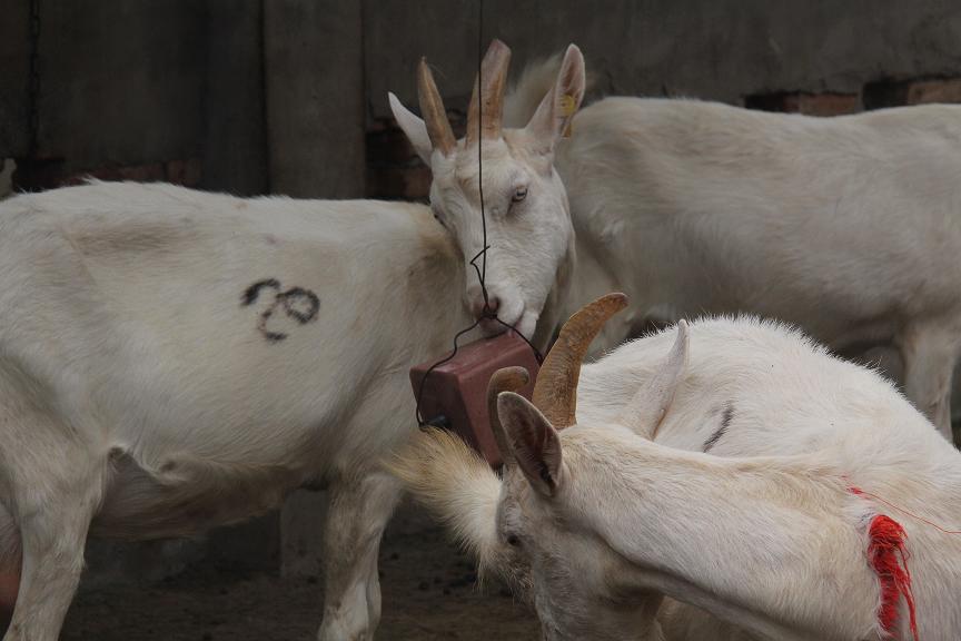 67381cm������Ϸ