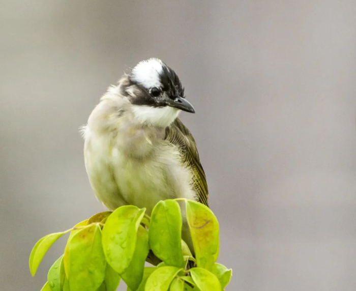 1710902891871952.png image.png