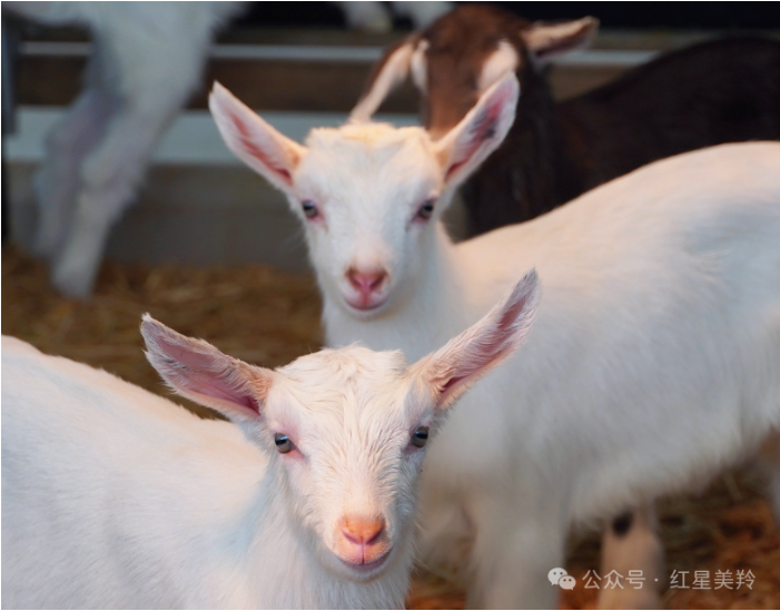 1713432305499900.png image.png