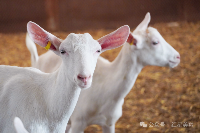 1713432317146652.png image.png