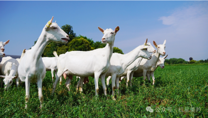 1713432419935209.png image.png